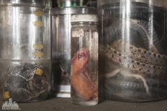 deadinside-urbex-dead-inside-natalia-sobanska-abandoned-snake-center-snake-laboratory-Japan-12-of-32